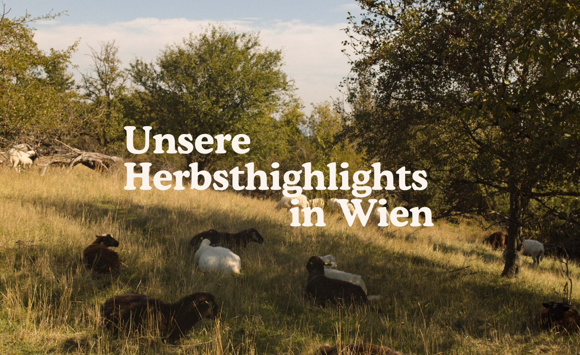 Unsere Herbst Highlights in Wien